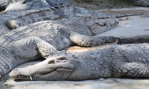 Hơn 100 con cá sấu chết ngạt trên xe tải ở Mexico