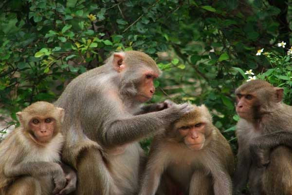 1001 những điều kỳ lạ ít người biết về loài khỉ