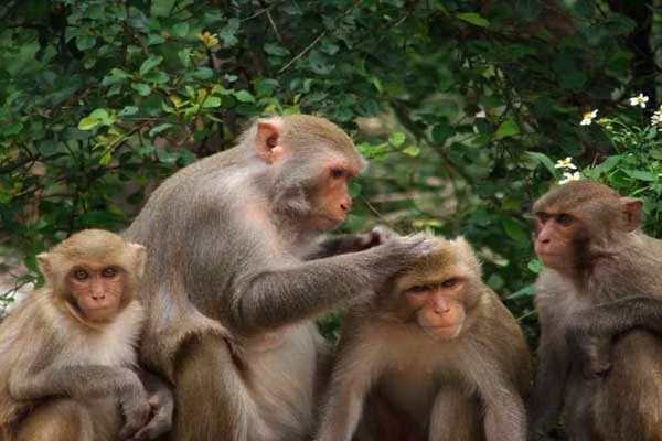 1001 những điều kỳ lạ ít người biết về loài khỉ