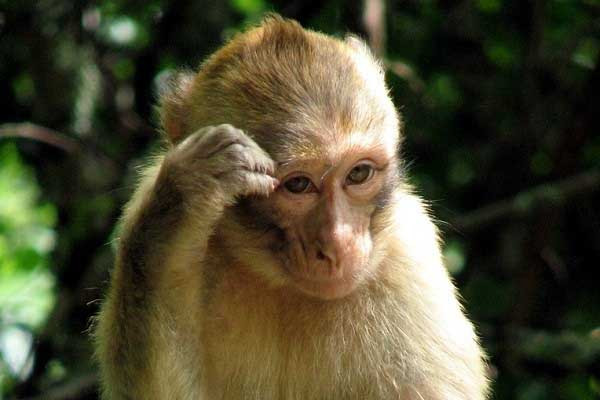 1001 những điều kỳ lạ ít người biết về loài khỉ