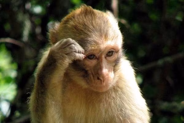 1001 những điều kỳ lạ ít người biết về loài khỉ