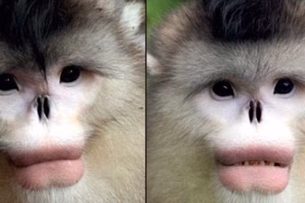 1001 những điều kỳ lạ ít người biết về loài khỉ