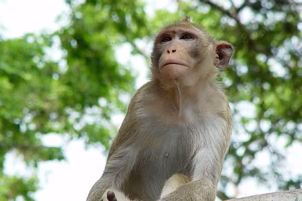 1001 những điều kỳ lạ ít người biết về loài khỉ