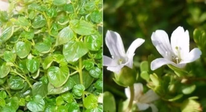 Những loại rau giá cao hơn thịt “đắt xắt ra miếng“