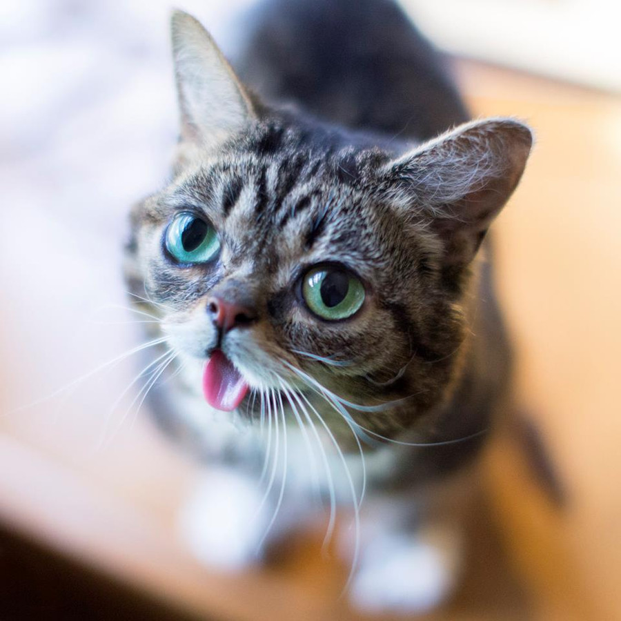 Xem video mèo trên mạng giúp tăng... hạnh phúc ảnh 4