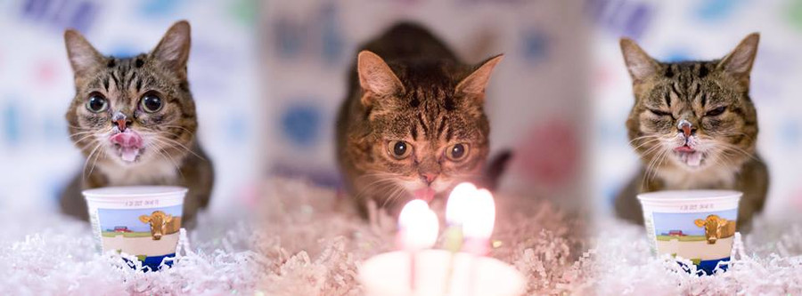 Xem video mèo trên mạng giúp tăng... hạnh phúc ảnh 5