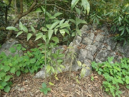 Những loại rau giá cao hơn thịt “đắt xắt ra miếng“ ảnh 1 Những loại rau giá cao hơn thịt “đắt xắt ra miếng“ ảnh 1