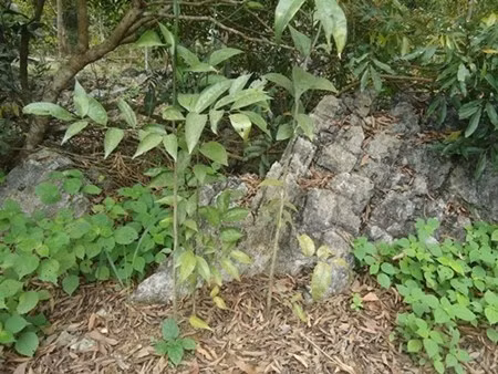 Những loại rau giá cao hơn thịt “đắt xắt ra miếng“ ảnh 1