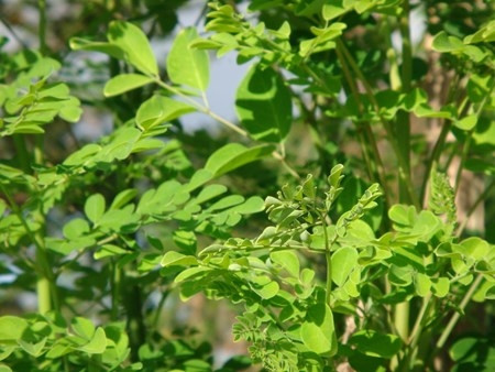 Những loại rau giá cao hơn thịt “đắt xắt ra miếng“ ảnh 3 Những loại rau giá cao hơn thịt “đắt xắt ra miếng“ ảnh 3