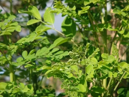 Những loại rau giá cao hơn thịt “đắt xắt ra miếng“ ảnh 3