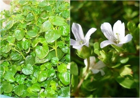 Những loại rau giá cao hơn thịt “đắt xắt ra miếng“ ảnh 4 Những loại rau giá cao hơn thịt “đắt xắt ra miếng“ ảnh 4