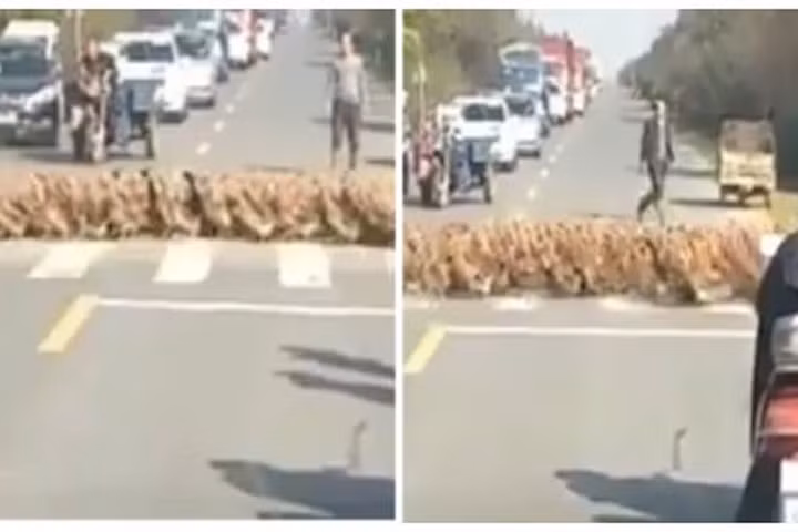 Người dân xếp hàng dài chờ 20.000 con vịt lạch bạch qua đường