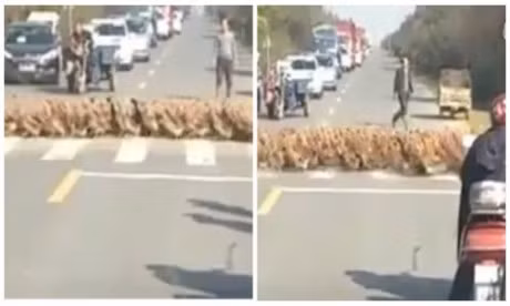 Clip: Nguoi dan xep hang dai cho 20.000 con vit lach bach qua duong - Anh 1