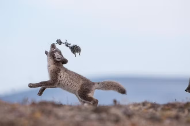 Những động vật biến hình khi đông đến ảnh 4