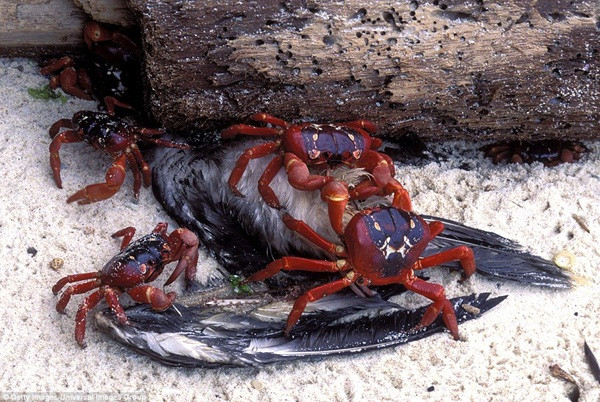 dao-cua dao-cua