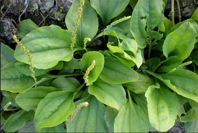 Bông mã đề: Thuốc quý chữa bệnh thận và bệnh đường tiết niệu