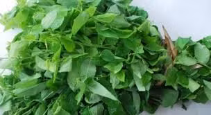 Rau ngót: Rau ngót chứa nhiều vitamin và các khoáng chất cần thiết cho cơ thể là một loại thực phẩm lành tính và tốt cho phụ nữ sau sinh. Ăn rau ngót thường xuyên giúp nhanh phục hồi sức khỏe, chống táo bón, giải nhiệt cơ thể, giảm nguy cơ bị viêm nhiễm sau sinh, giúp tử cung co thắt để nhanh chóng đẩy hết sản dịch ra ngoài. Đặc biệt rau ngọt còn giúp thông tắc tia sữa, giúp sữa mẹ về nhiều và đều hơn.