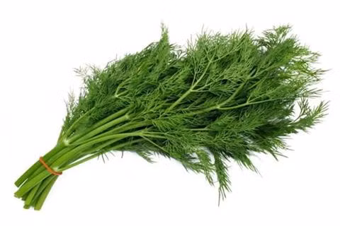 Cây thì là: Theo một số nghiên cứu mới gần đây, các hợp chất có trong cây thì là có tác dụng kích thích cơ thể tiết hormone estrogen và prolactin – hai chất quan trọng, cần thiết cho quá trình sản xuất sữa mẹ.