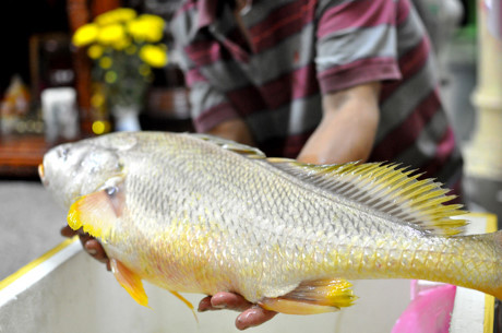 Cá nghi là cá sủ vàng quý hiếm nặng 4kg cắn câu cần thủ ở TPHCM - Ảnh 2 Ca nghi la ca su vang quy hiem nang 4kg can cau can thu o TPHCM - Anh 2
