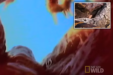 Xem tran khong lo nuot moi tu goc quay trong mieng - Anh 1