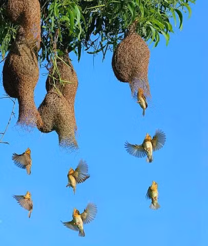 Ngo ngang truoc to chim dong doc tuong chi co trong mo o mien Tay - Anh 1