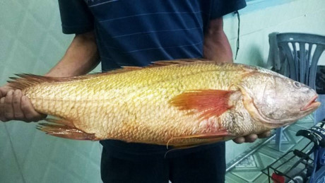 Cá nghi là cá sủ vàng quý hiếm nặng 4kg cắn câu cần thủ ở TPHCM - Ảnh 3 Ca nghi la ca su vang quy hiem nang 4kg can cau can thu o TPHCM - Anh 3