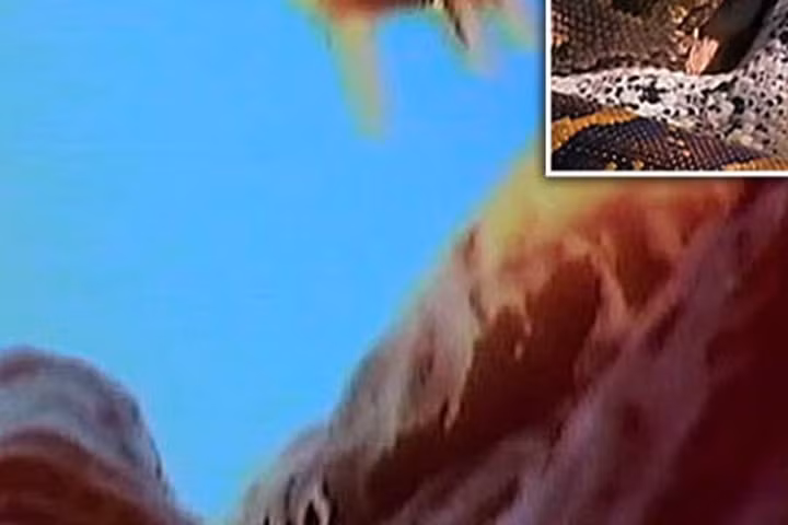 Xem trăn khổng lồ nuốt mồi từ góc quay trong miệng