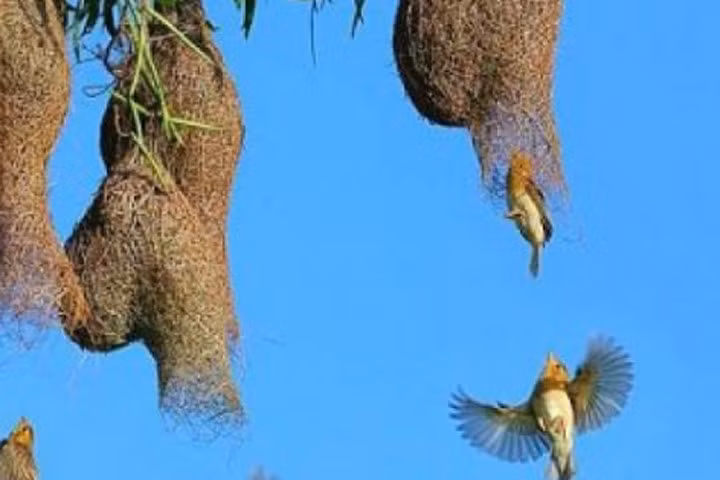 Ngỡ ngàng trước tổ chim dòng dọc tưởng chỉ có trong mơ ở miền Tây