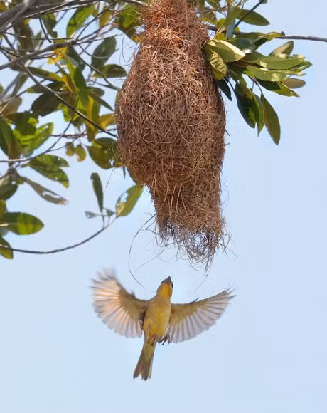 Ngo ngang truoc to chim dong doc tuong chi co trong mo o mien Tay - Anh 4