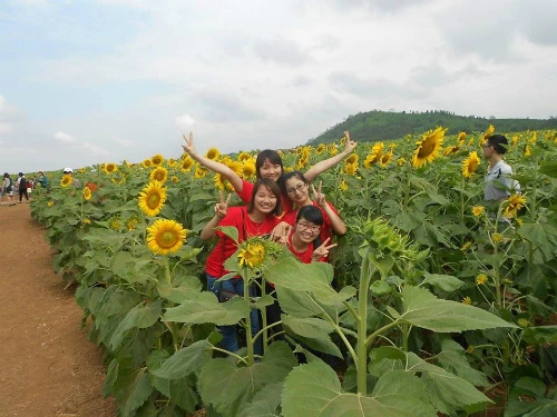 Biển người chen chân ngắm đồng hoa hướng dương Nghệ An