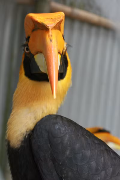 Can canh loai chim duoc cho la nguyen mau hinh chim lac tren trong dong - Anh 3