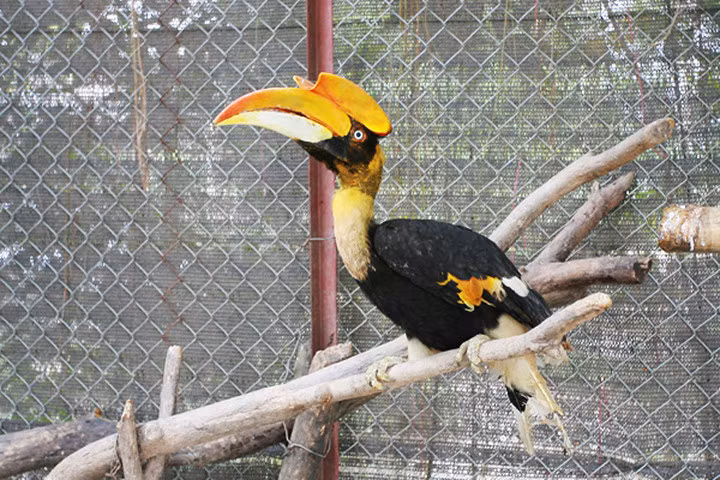 Cận cảnh loài chim được cho là nguyên mẫu hình chim lạc trên trống đồng