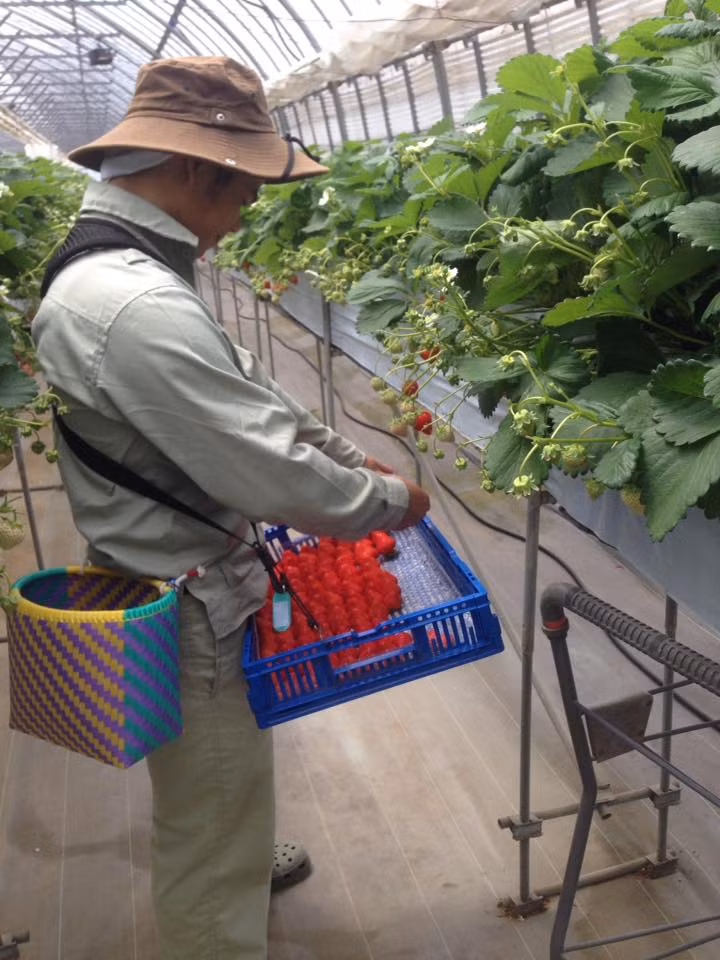 Sinh viên trường Đại học Nông Lâm thực tập tại Nhật Bản