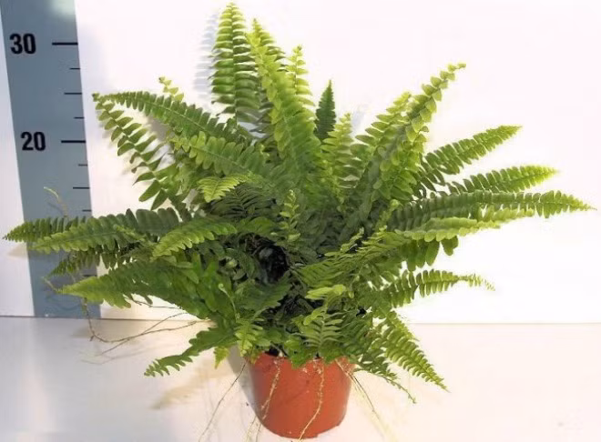 12 loại cây cảnh giúp thanh lọc độc tố trong không khí