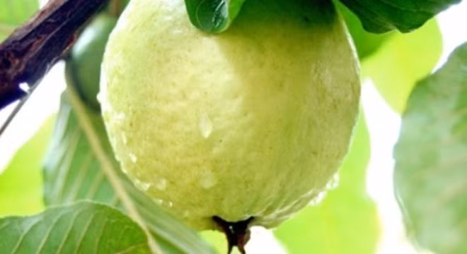 Mỗi ngày ăn một quả ổi, bệnh tật sẽ không còn “hỏi thăm“?