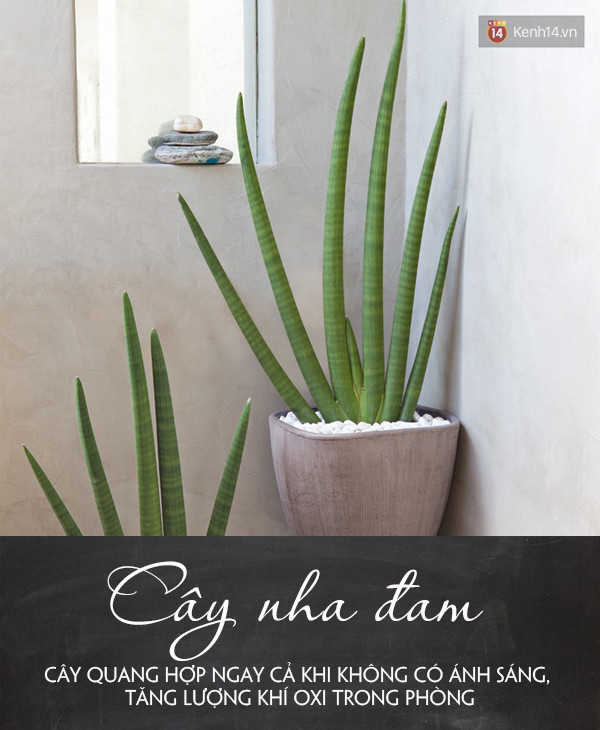 Đặt 5 loại cây này trong phòng đảm bảo bạn sẽ ngủ ngay khi đặt lưng xuống - Ảnh 3