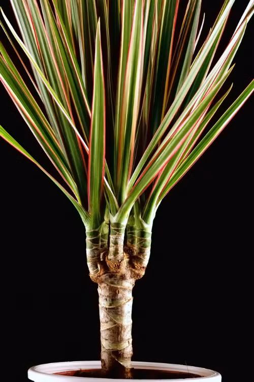 12 loại cây cảnh giúp thanh lọc độc tố trong không khí