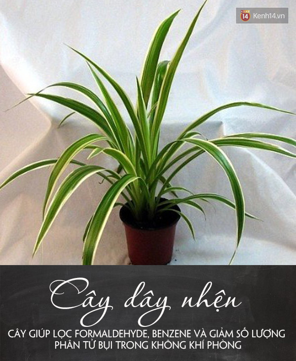 Đặt 5 loại cây này trong phòng đảm bảo bạn sẽ ngủ ngay khi đặt lưng xuống - Ảnh 5