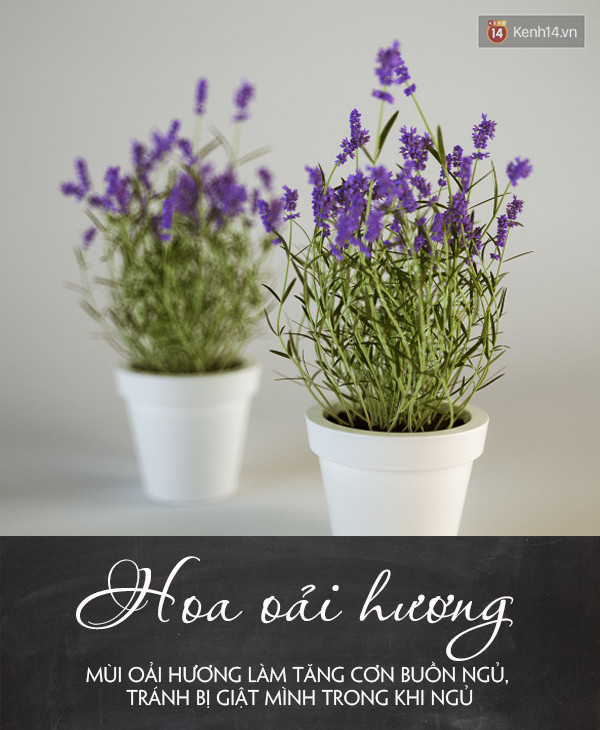 Đặt 5 loại cây này trong phòng đảm bảo bạn sẽ ngủ ngay khi đặt lưng xuống - Ảnh 2