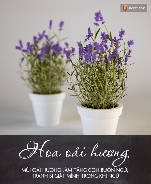 Đặt 5 loại cây này trong phòng đảm bảo bạn sẽ ngủ ngay khi đặt lưng xuống - Ảnh 2