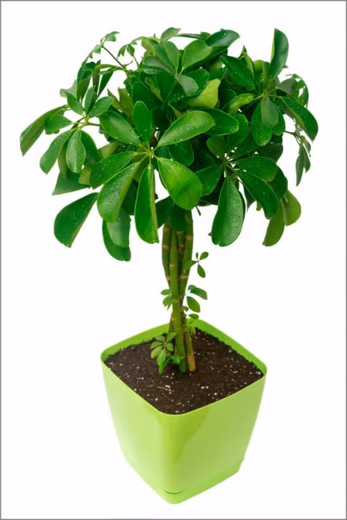 12 loại cây cảnh giúp thanh lọc độc tố trong không khí