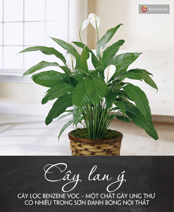 Đặt 5 loại cây này trong phòng đảm bảo bạn sẽ ngủ ngay khi đặt lưng xuống - Ảnh 4