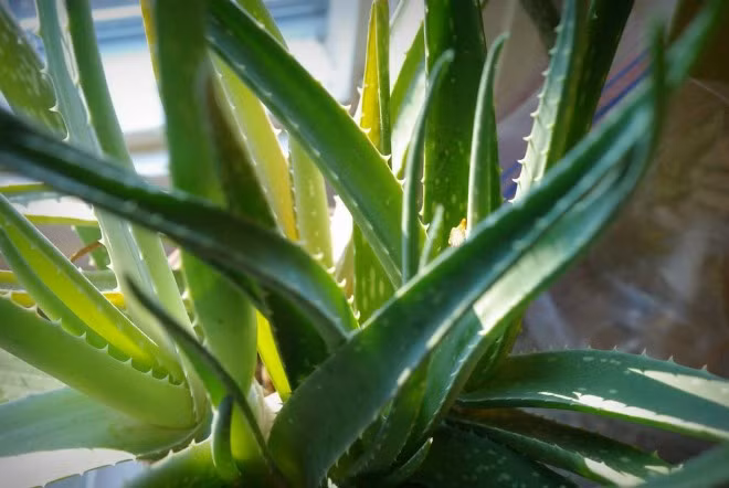 12 loại cây cảnh giúp thanh lọc độc tố trong không khí