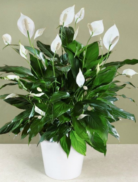 12 loại cây cảnh giúp thanh lọc độc tố trong không khí ảnh 3 12 loại cây cảnh giúp thanh lọc độc tố trong không khí