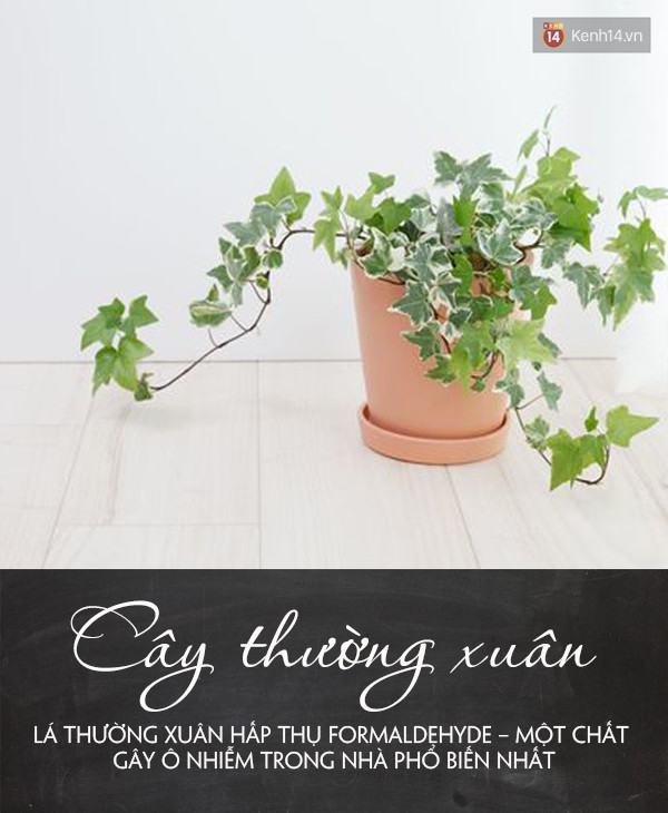 Đặt 5 loại cây này trong phòng đảm bảo bạn sẽ ngủ ngay khi đặt lưng xuống - Ảnh 1