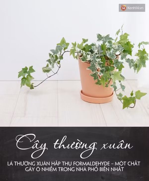 Đặt 5 loại cây này trong phòng đảm bảo bạn sẽ ngủ ngay khi đặt lưng xuống - Ảnh 1