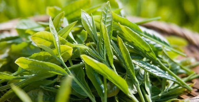 10 thực phẩm nên ăn thường xuyên để giúp gan thải độc