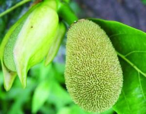 Cong dung va nhung bai thuoc hay tu MIT