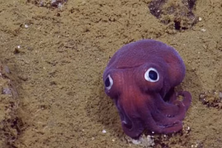 Phát hiện con mực màu tím ngắt... như đồ chơi