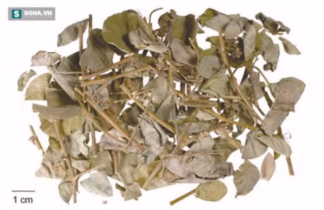 Mang me ga: Vi thuoc cuc quy khong nhieu nguoi biet - Anh 3